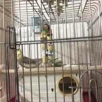 عروس هلندی سالم ‌سرحال|پرنده|گلستان (تهران), |دیوار