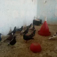 فروش تعدادی پرنده خوب
