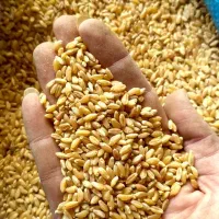 گندم ساورز بوجاری دو تن