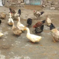 اردک و خروس محلی