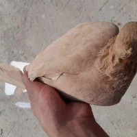 چهار تا پرنده