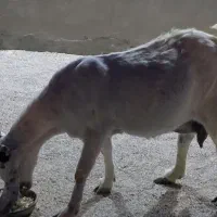 فروش بز|حیوانات مزرعه|مهر, |دیوار