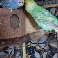 مرغ عشق گلد فیس