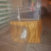 عروس هلندی