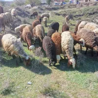 میش بره مهربانی