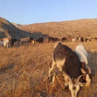 بز بوئر  بویر(بختیاری)|حیوانات مزرعه|شیروان (خراسان), |دیوار