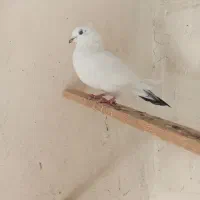 کفتر زمینی و هوایی