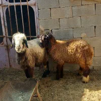 میش بره