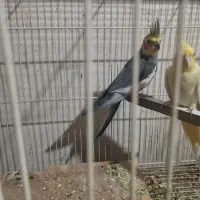 عروس هلندی یک جفت لتیونو واهویی1400000|پرنده|گرگان, |دیوار