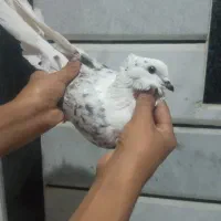 کبوتر بند بند فوق پرش|پرنده|کلاله, |دیوار