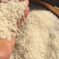 برنج هاشمی محلی درجه یک|خوردنی و آشامیدنی|تهران, نیلوفر|دیوار