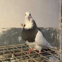 طوقی|پرنده|شاهینشهر, حافظ شمالی|دیوار