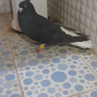 جفت دمسفید نراشعل ماده قهوای نردروشت دم ۲۲پر