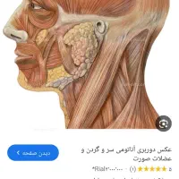 در مورد رفع خستگی سر گردن