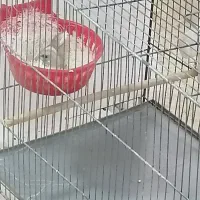 فنچ بنگالی مولد. فنچ پرستار