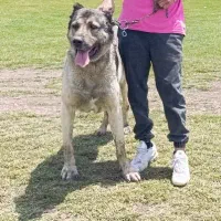 سگ سرابی|سگ|ویلکیج, |دیوار