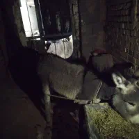 روستای کلواری