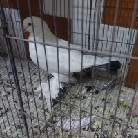 کبوتر  لوتی یک جفت چشم قرمز و شامی زرد|پرنده|خسروشاه, |دیوار