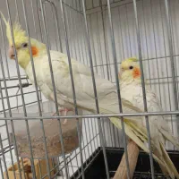 عروس هلندی لوتینوباقفس