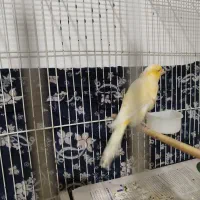 قناری ماده دورگ آماده