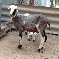 یک‌‌ عدد گوسفند بره نر