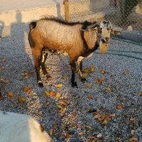 یه دونه نری چاق و سرحال