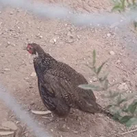 مرغ امریکایی شاخ دار|پرنده|سبزوار, شهرک جهاد|دیوار