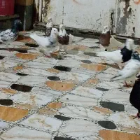 6طوقی نر|پرنده|بندر امام خمینی, |دیوار