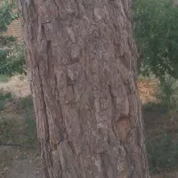 خرید انواع چوب