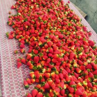 هورمون گلدهی شدید توت فرنگی|خدمات باغبانی و درختکاری|جیرفت, |دیوار