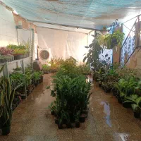 خانه گل و گیاه محمدی آنلاین و حضوری