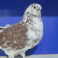 گرگی شمرانی|پرنده|اردبیل, |دیوار