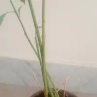 نهال آواکادو|گل و گیاه طبیعی|اصفهان, چشمه باقرخان|دیوار