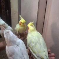 طوطی عروس هلندی لوتینو و البینو|پرنده|رشت, کوی مهر|دیوار