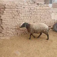 قوچ|حیوانات مزرعه|تهران, فرودگاه مهرآباد|دیوار