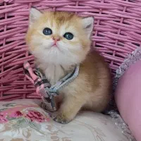 بچه گربه های جذاب مورد تایید کلینیک دامپزشکی