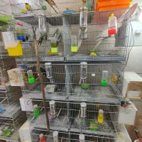 پرنده فروشی|پرنده|قم, خاکفرج|دیوار