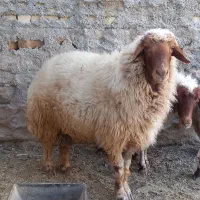 شک ورن
