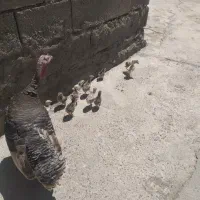 فروش بوقلمون باجوجه بوقلمون