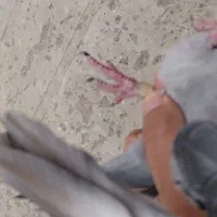 کفتر|پرنده|تهران, طرشت|دیوار