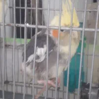 جوجه عروس هلندی