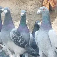 فروشی یه دسته پلاکی یه دسته شهری نر کبوتر کفتر