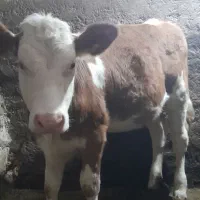 گوساله سیمینتال اصل|حیوانات مزرعه|موچش, |دیوار