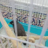 مرغ مینامعاوضه باقناری مست یاانگشتر|پرنده|ایلام, |دیوار