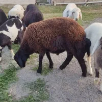 توقلی  نر قوچی. چاق.|حیوانات مزرعه|آق قلا, |دیوار