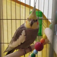 عروس هلندی|پرنده|ری, شهرک نظامی|دیوار