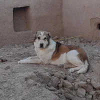 سگ نگهبان|سگ|ملکآباد, |دیوار