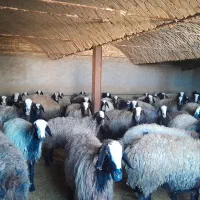 میش های اصیل شال