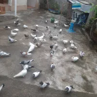 کبوتر|پرنده|صومعه‌سرا, |دیوار