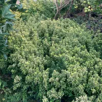 شمشاد سوزنی نعنایی و طلایی